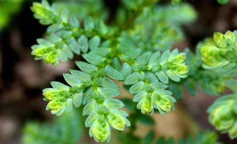 陰性植物|最耐陰的植物推薦？